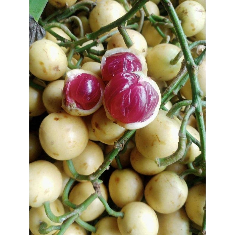 buah menteng/bencoy segar 1kg