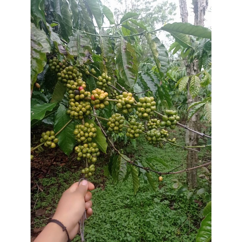 Bibit Okulasi/stek kopi dahan keras