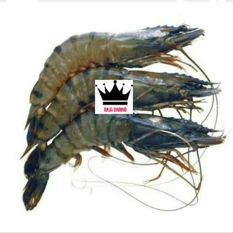 

Udang Black Tiger @1kg