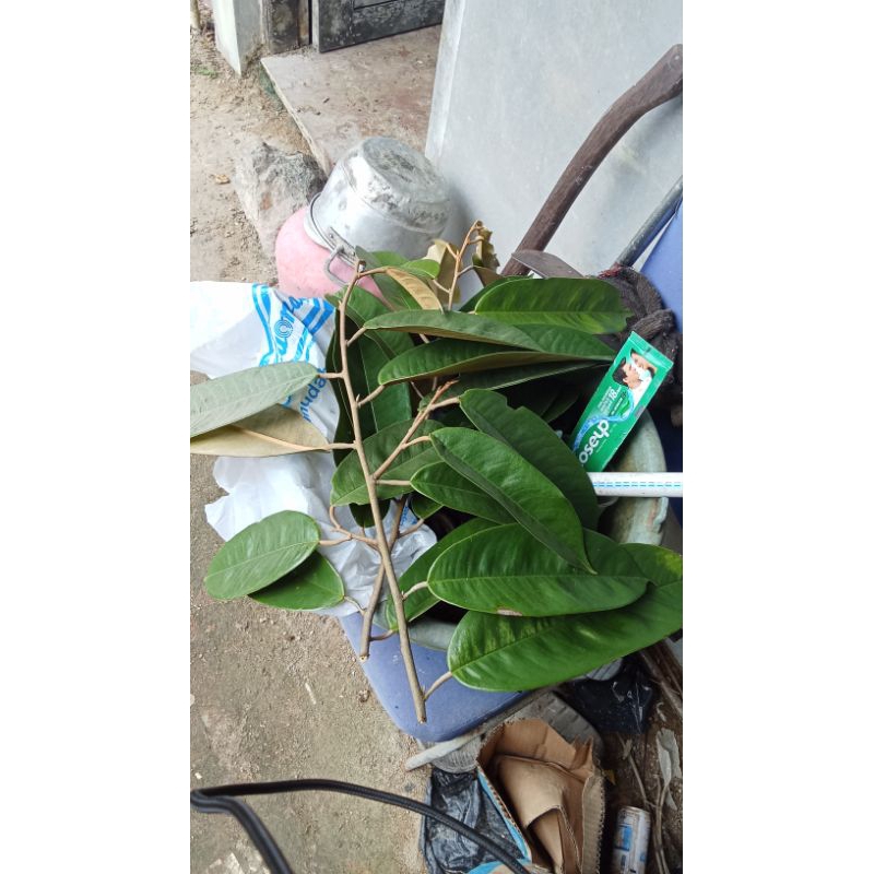 DURIAN LAY PEKAWAI....