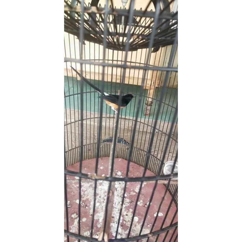 Burung Murai Batu Bahorok Medan Pastol