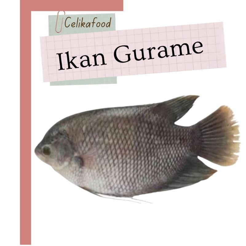 

Ikan Gurame 1 Ekor Fresh Fish