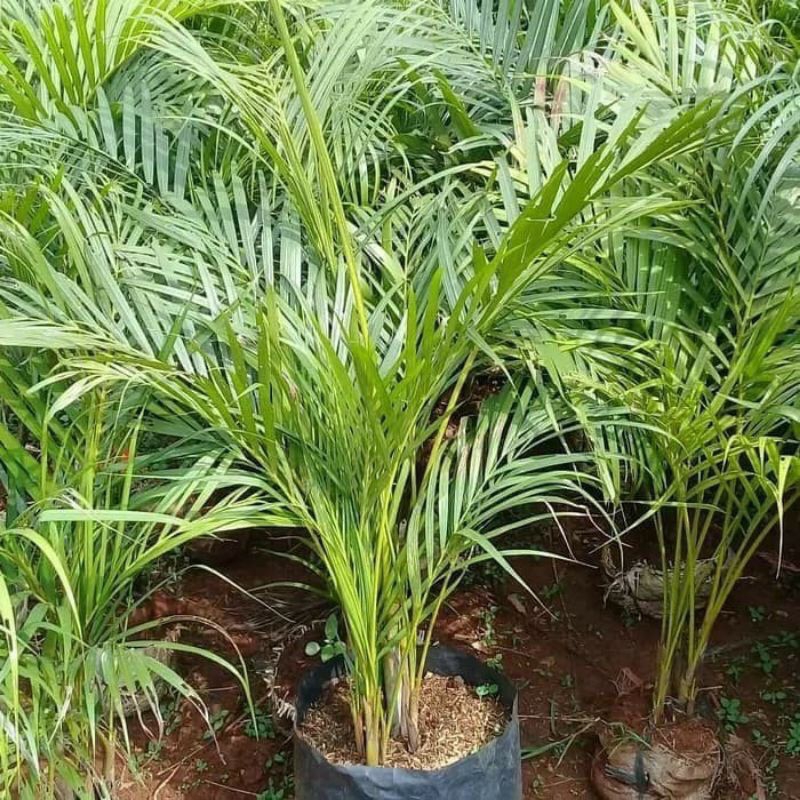 Tanaman hias palem kuning tinggi 1 meter