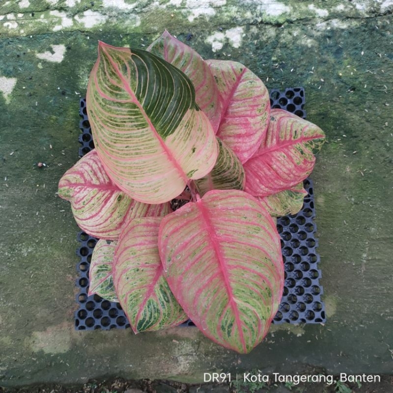 aglonema HUGES JUMBO LOKAL Indukan