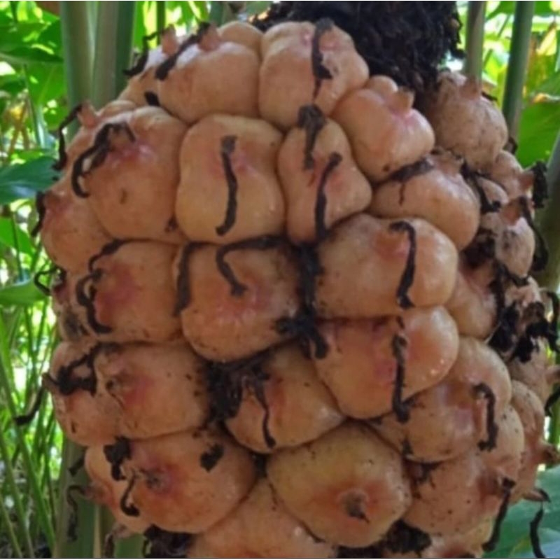

buah honje segar 1kg honje gajah,honje super,honje hutan asli masak