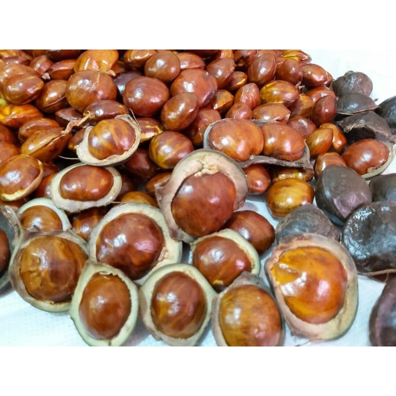 

jengkol tua/jengkol rendang pulen