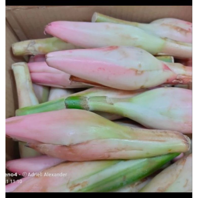

Ready Bunga Kecombrang Segar 250gram fresh