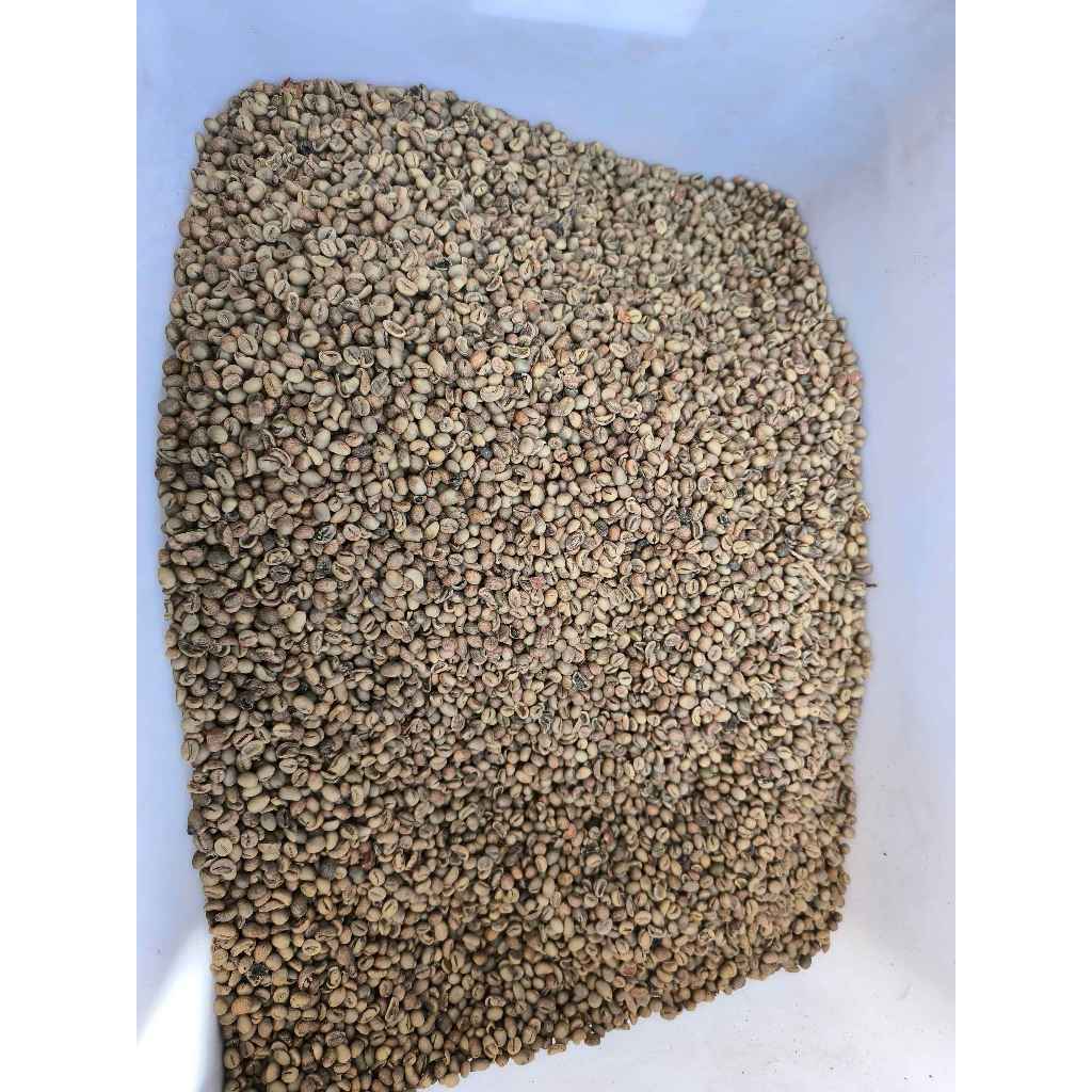 

Green Bean Robusta Kalibaru - Petik Merah - Natural Process - Grade 2 (Kopi Mentah)
