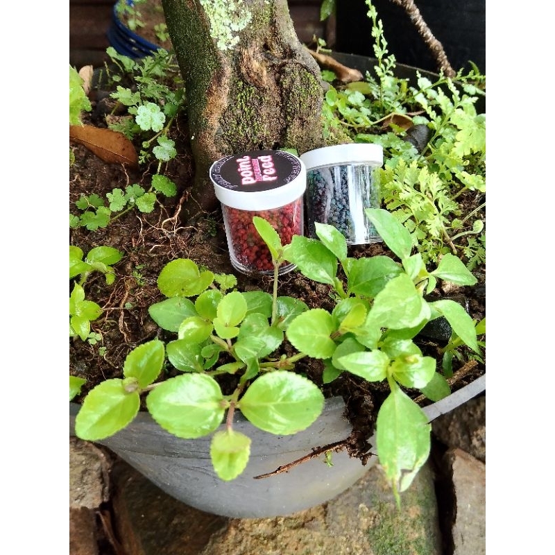 Pelet super blue & super red