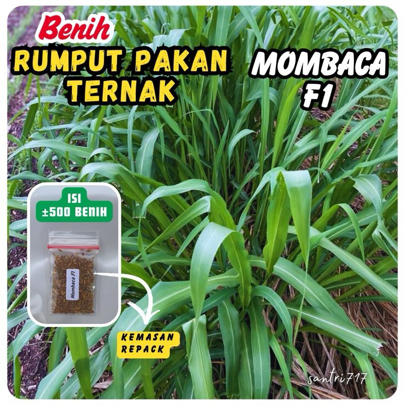 

-+500 biji rumput mombaca f1 asli agrimax ( repack )