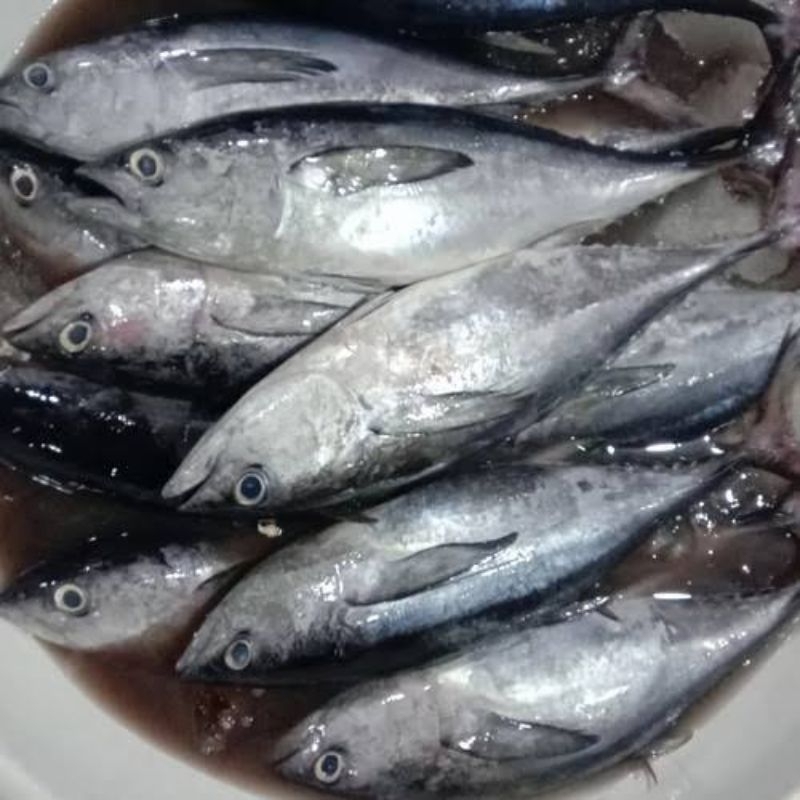 

RB Ikan Tongkol Abu (Tuna)