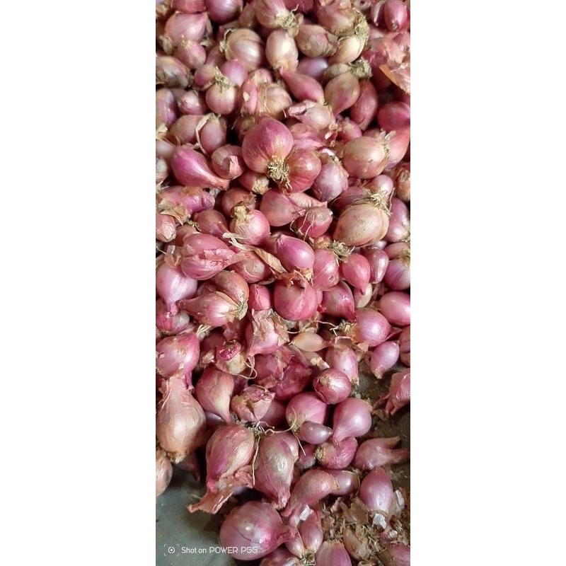 

Bawang Merah Nganjuk 1kg ukuran kecil