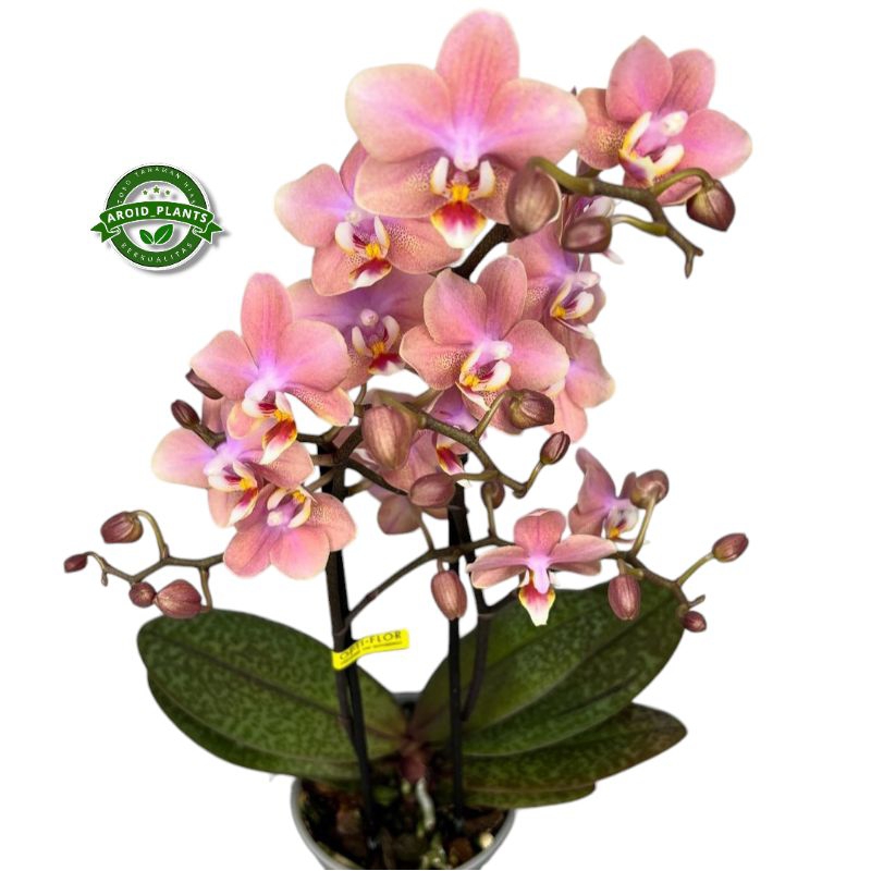 Tanaman Hias Anggrek Bulan Pink Placket - Bibit Pohon Bunga Anggrek Bulan - Pohon Bunga Anggrek Hidu