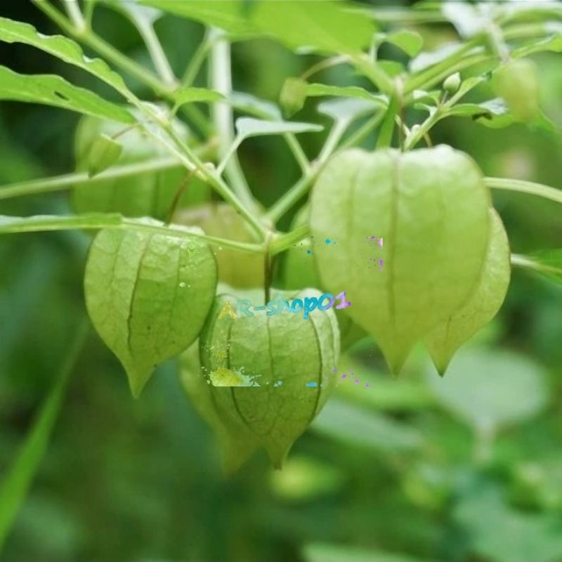 bibit pohon ciplukan | bibit pohon cecendet / ciplukan per 1 pohon