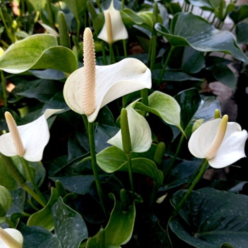 Tanaman Anthurium Mini Putih / Anthurium Andraeanum / Amy Tulip Flowers / Mini White Anthurium Plant