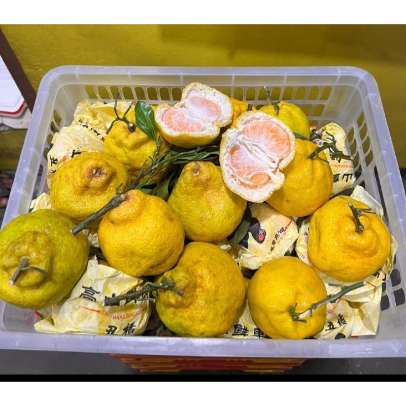 

Buah Jeruk Papagan /Dekopon Jual Per 1 BOK Krat