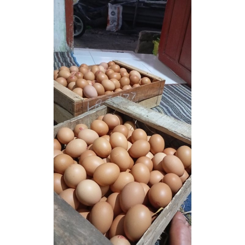 

telur omega super