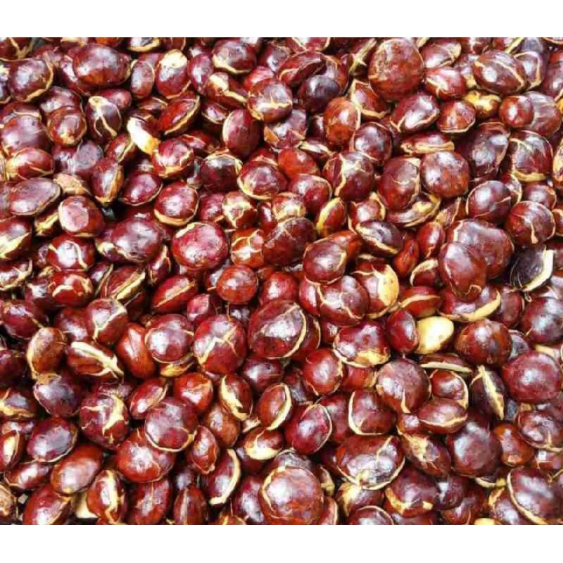 

RB22 JENGKOL tua fresss.(NETO 500 GRAM) Harga terjangkaw