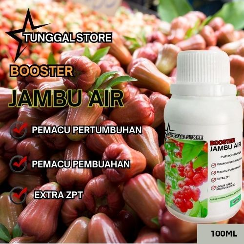 Pupuk Organik Cair Tanaman Jambu Air, Booster Pelebat Buah Jambu Air, Perangsang Masa Pembuahan