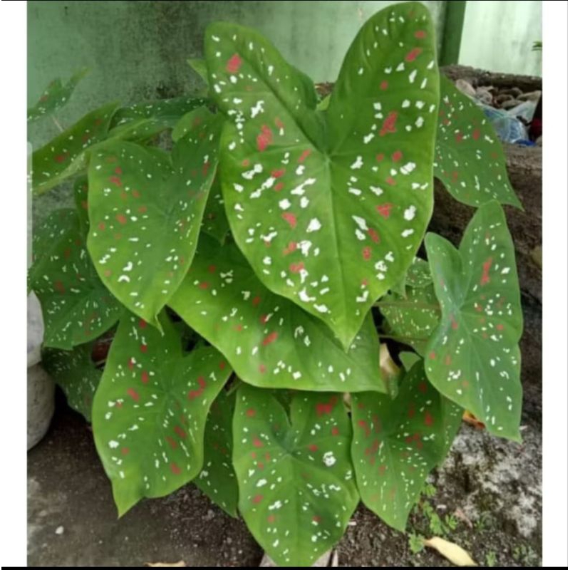 KELADI TRI COLOUR BIMERPU BINTIK MERAH PUTIH / TANAMAN HIAS KELADI BERCAK MERAH PUTIH