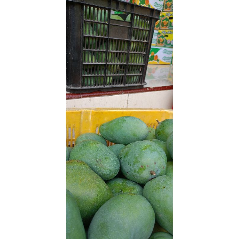 

mangga gadung