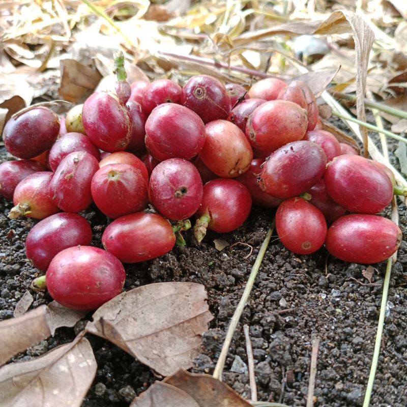 

biji buah kopi arabika cery 250 gram