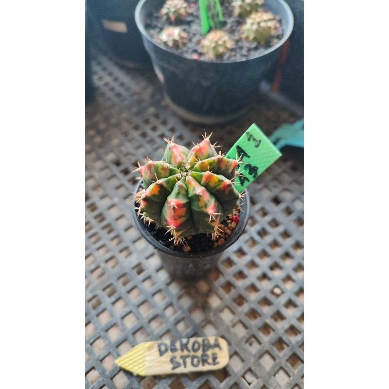 Tanaman hias kaktus gymno miha Golden Armour #Ga1A3