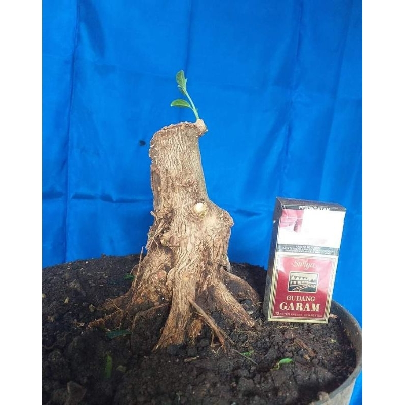 wahong bahan bonsai 30cm