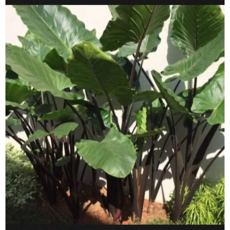 Tanaman sente hitam tinggi 150 cm, batang besar +keladi hitam daun jumbo+Talas hitam
