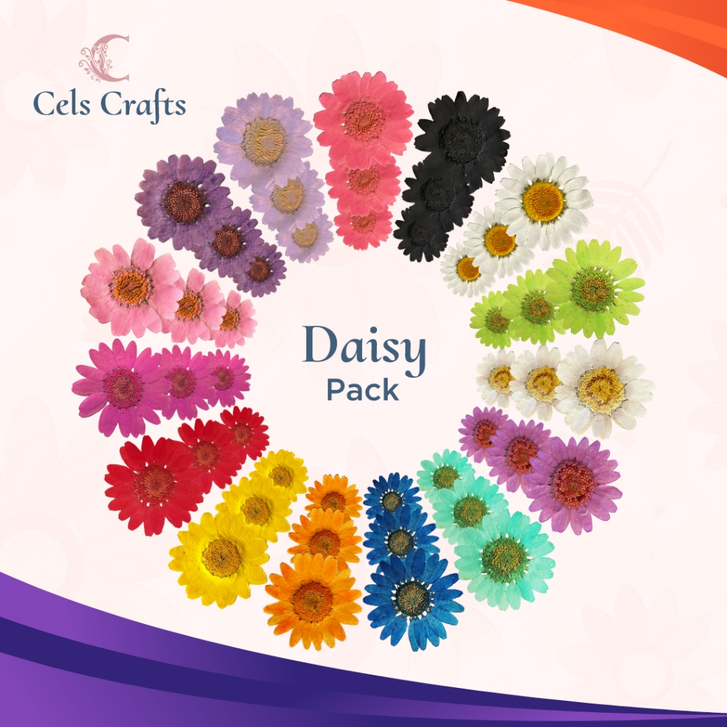 [Pack] Pressed Flower Daisy - Bunga Daisy Kering Asli Warna Warni