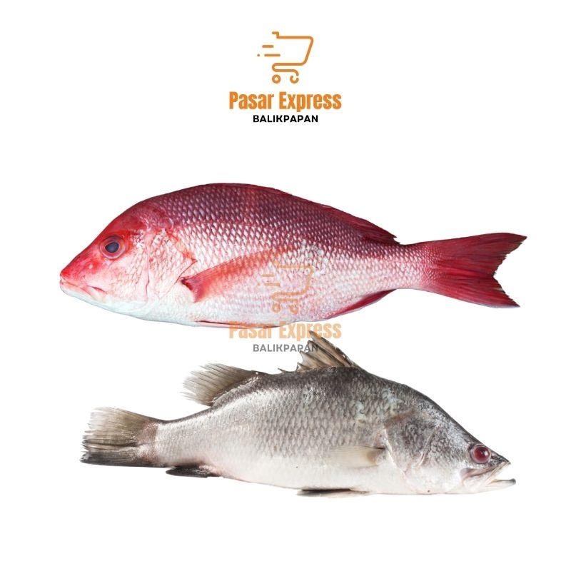

Ikan Kakap Merah / Kakap Putih (1Kg) - Pasar Express Balikpapan