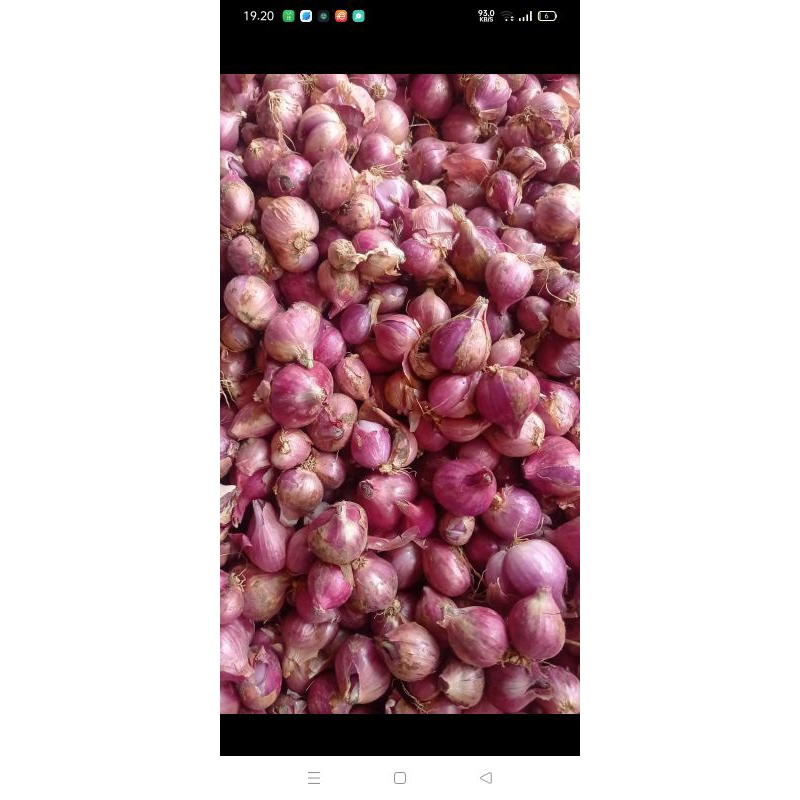 

Bawang Merah Bumbu Fres Kualitas terjamin 1 kilo