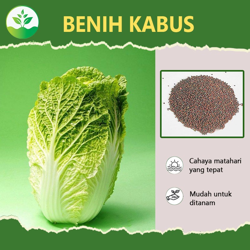 

Benih sayuran, dapat tumbuh di rumah, sepanjang tahun,Benih kabus