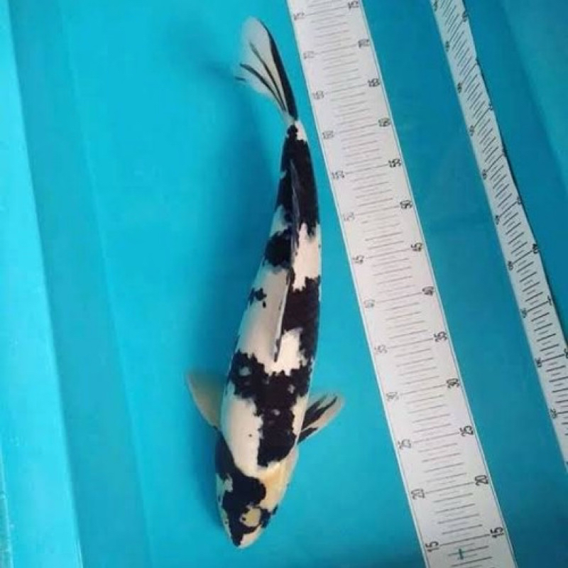 KOI SHIRO SIZE 30-35CM BLITAR GRADE A