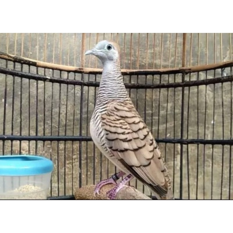 Burung Perkutut Lokal Ombyokan /surtiran pilihan