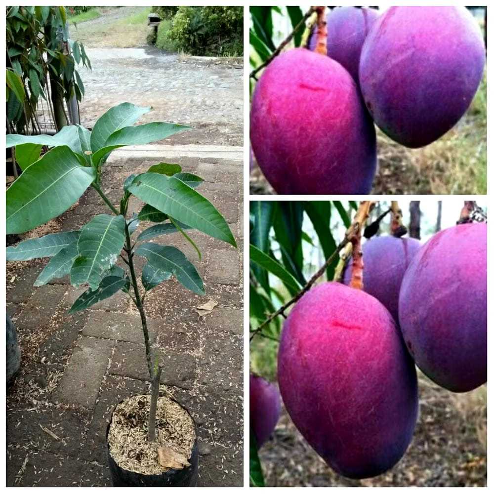 Bibit Mangga Irwin Mangga Erwin Mangga Ungu Pohon Mangga Irwin Ungu ASLI Hasil Okulasi / Cangkok Cep
