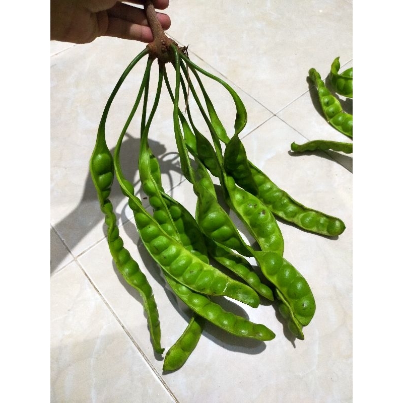 

Pete Petai Besar 500 G Gram Fresh