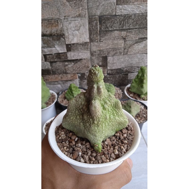 Pseudolithos cubiformis. size jumbo dan perform rare unik. on pot 10 cm. kaktus kolektor item