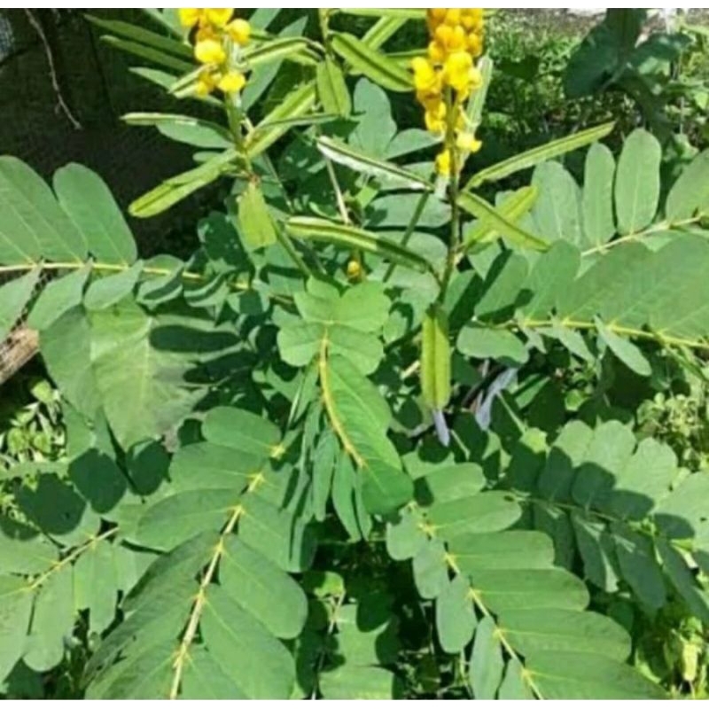 

daun herbal ketepeng/kupang