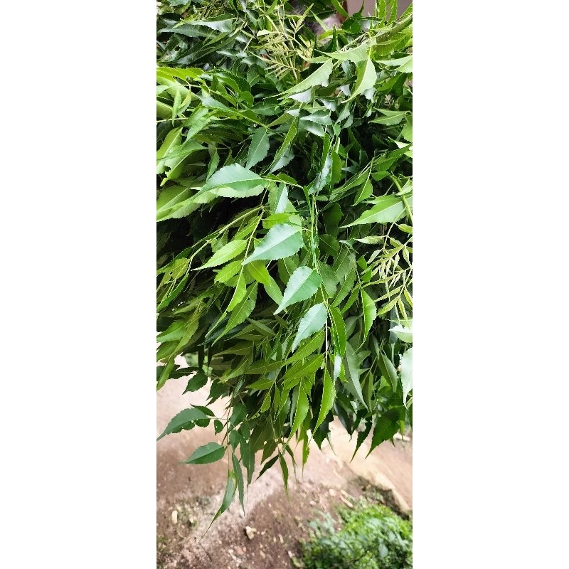 

jual daun Mindi segar 250 gram