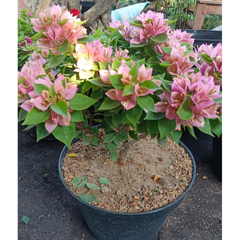 Bougenville Singapura peach