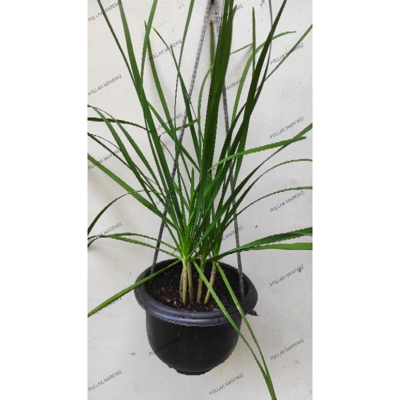 tanaman bawang kucai/daun kucai