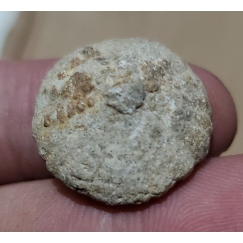 1 biji fossille bintang laut temuan sungai