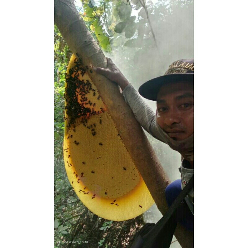 

Madu Tawon hutan asli(tawon gong) 1liter