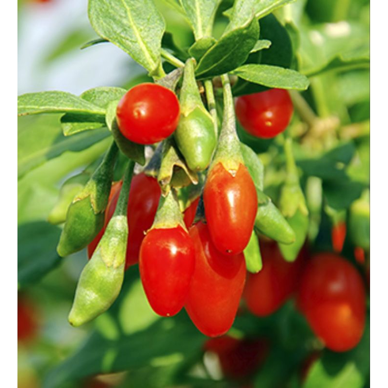 Bibit Tanaman Buah Goji Berry
