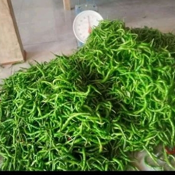 

cabe cabai lombok ijo 1 kg