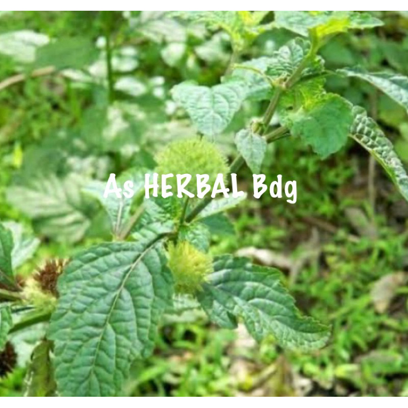 

Daun pusar daun genggeyan hyptis brevipes 500 gram-az