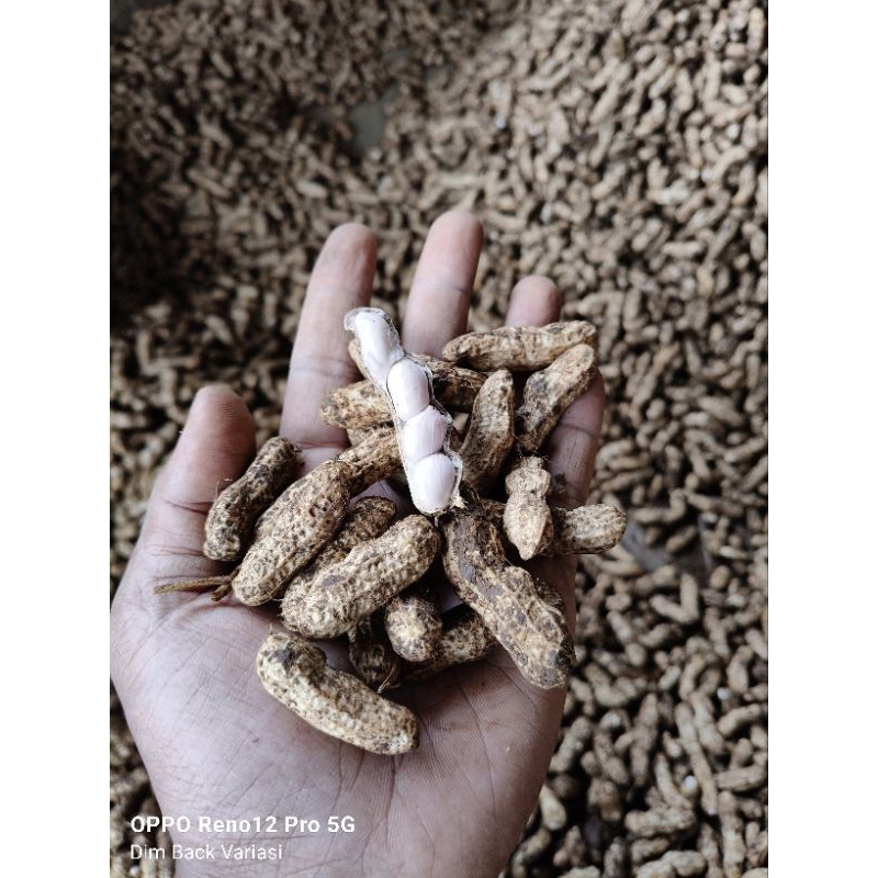 

Kacang Tanah Kulit / Kacang Tanah Rebus / Kacang Tanah Mentah Fresh 1 Kg