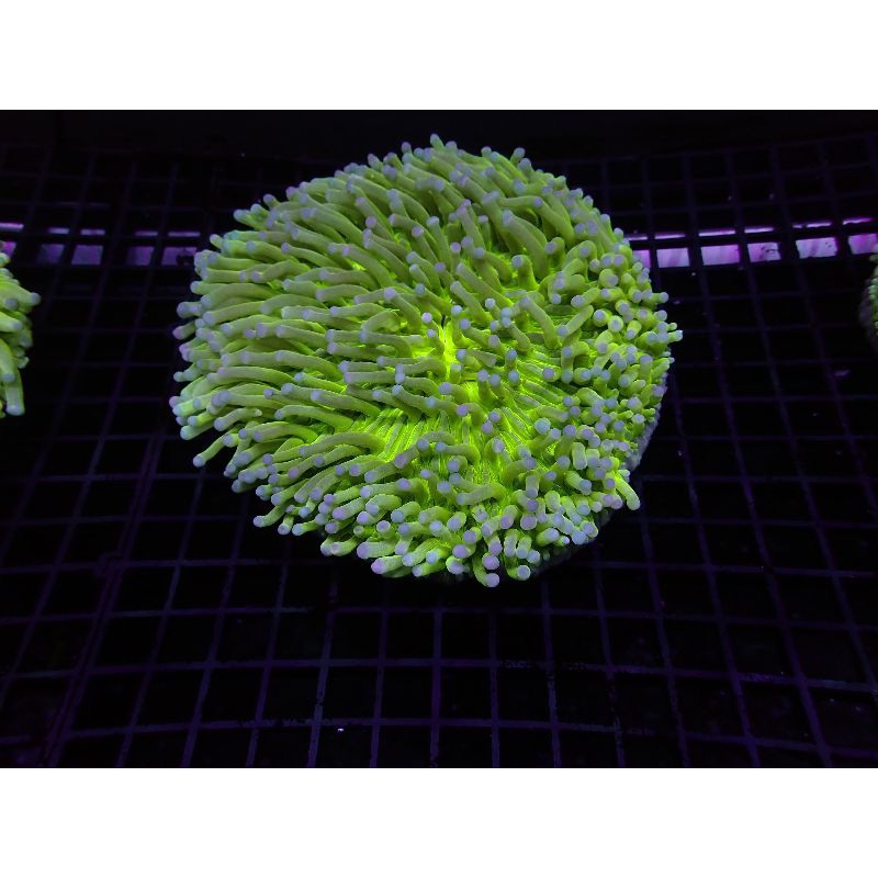 Anemon Piring Hijau Tip Biru