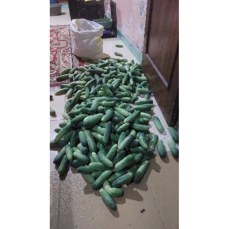 Timun Baby 1kg MURAH, Fresh Petik Setiap Hari